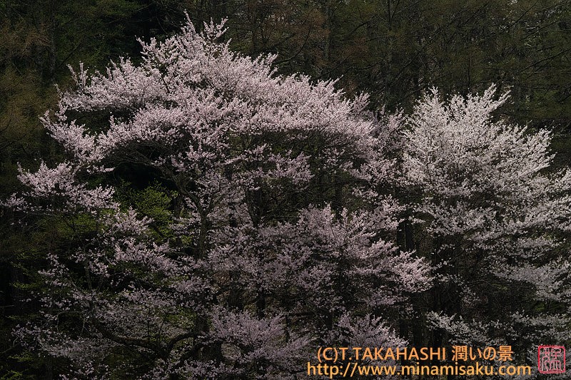 ../Images/7R250419 (118).jpg